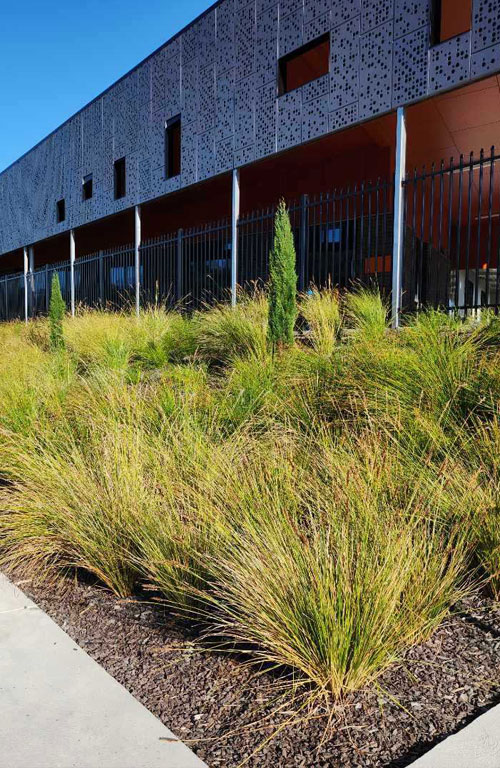 Planting and Maintenance